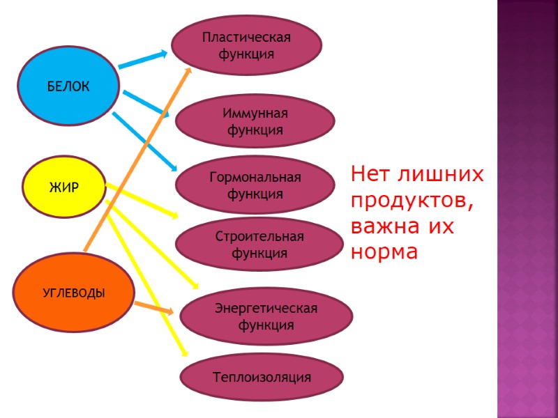 Нет лишних продуктов, важна их норма Пластическая функция Иммунная функция Гормональная функция Строительная функция
